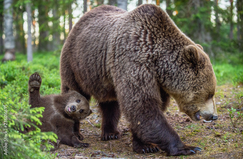 She-bear and cubs in the summer forest. Scientific name: Ursus arctos. Natural Background. Natural habitat. Summer season.