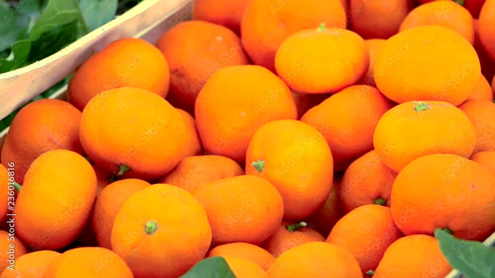 Picked tangerines. Farmers collect tangerines in crates Picked tangerines. Farmers collect tangerines in crates