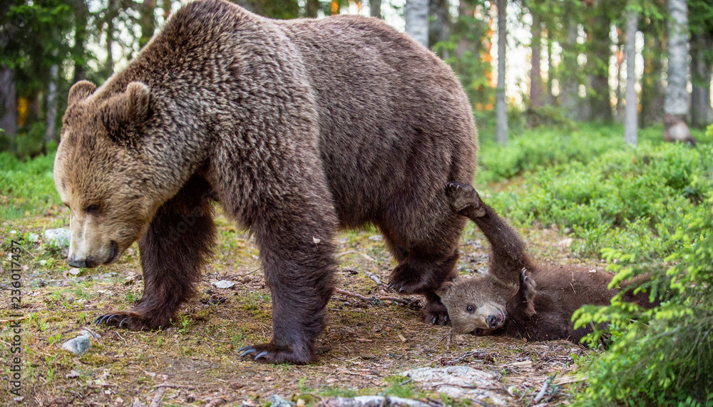 She-bear and cubs in the summer forest. Scientific name: Ursus arctos. Natural Background. Natural habitat. Summer season. She-bear and cubs in the summer forest. Scientific name: Ursus arctos. Natural Background. Natural habitat. Summer season.