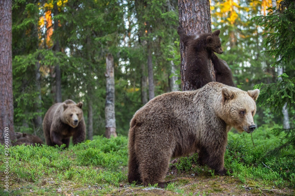 Obraz premium Niedźwiedzica i młode w letnim lesie. Nazwa naukowa: Ursus arctos. Naturalne tło. Naturalne środowisko. Sezon letni.