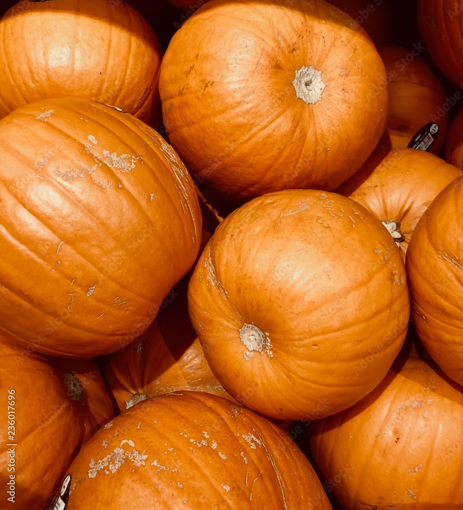 Pumpkins waiting to be chosen Pumpkins waiting to be chosen