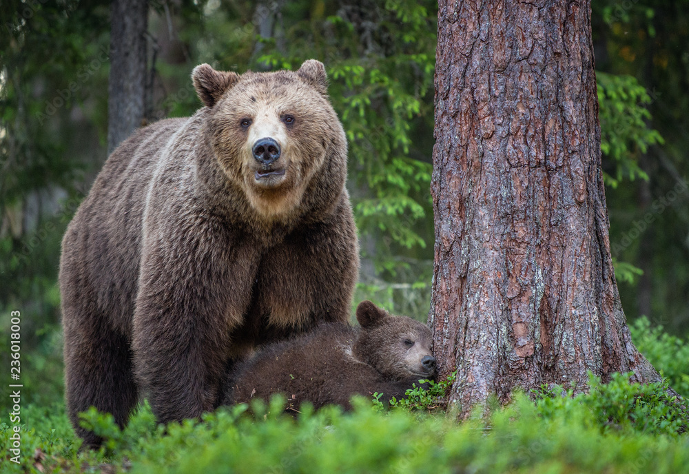 She-bear and cubs in the summer forest. Scientific name: Ursus arctos. Natural Background. Natural habitat. Summer season. She-bear and cubs in the summer forest. Scientific name: Ursus arctos. Natural Background. Natural habitat. Summer season.