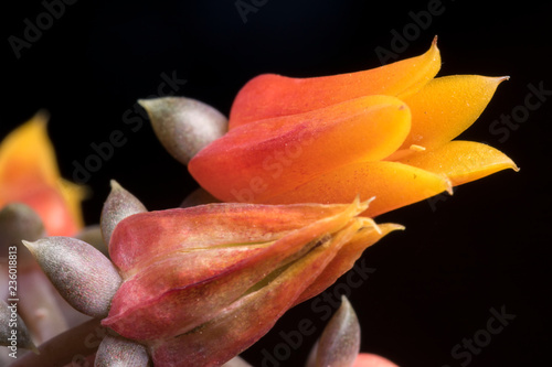 Succulent  s flowers