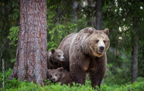 She-bear and cubs in the summer forest. Scientific name: Ursus arctos. Natural  Background. Natural habitat. Summer season. © Uryadnikov Sergey
