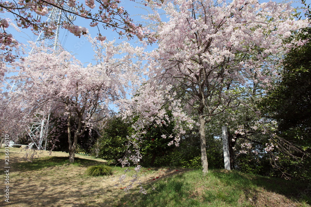 枝垂桜の咲く公園