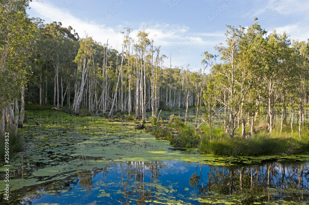 Obraz premium Wetlands swamp at Urunga, New South Wales, Australia.