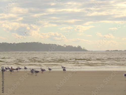 Birds, Gulls, Seagulls in the Sand Ocean Landscape