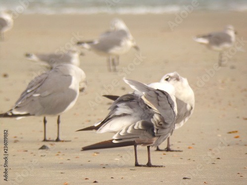 Birds, Gulls, Seagulls in the Sand Ocean Landscape