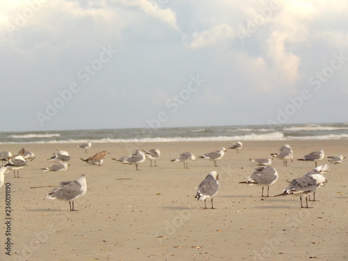 Birds, Gulls, Seagulls in the Sand Ocean Landscape