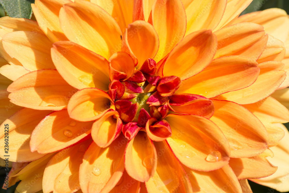 Fototapeta premium Blooming dahlias