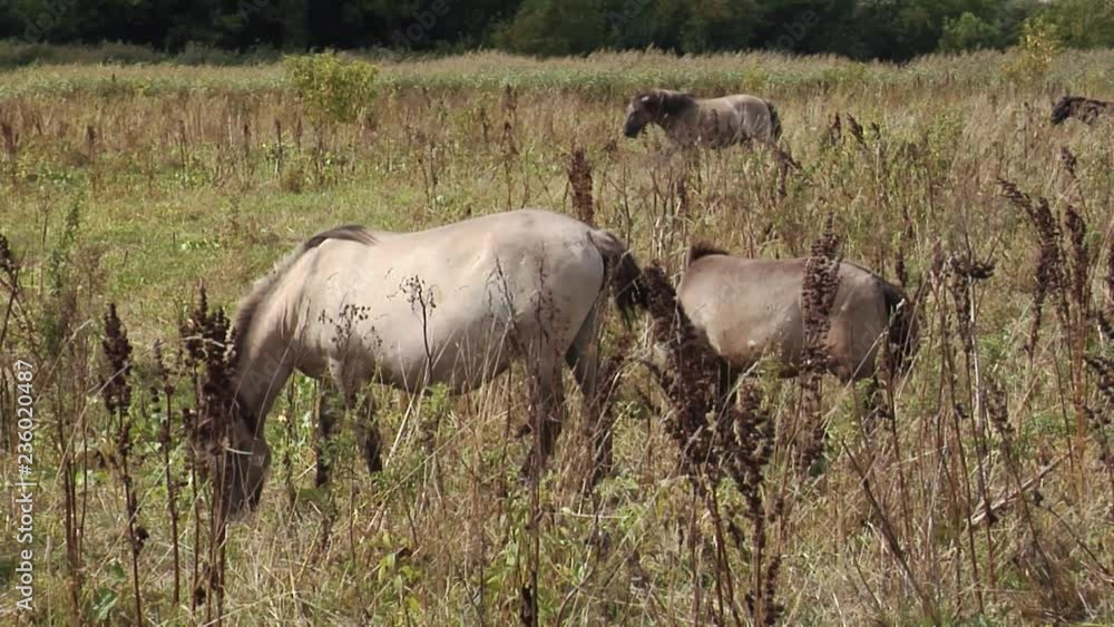 Wild Horses on a Grey and Windy Day. Herd of Wild Horses Grazing in the Fall in the Meadow. Wild Mustangs in the Field.the World and the Animal Life Outside of Human Civilization. Wild Horses on a Grey and Windy Day. Herd of Wild Horses Grazing in the Fall in the Meadow. Wild Mustangs in the Field.the World and the Animal Life Outside of Human Civilization.