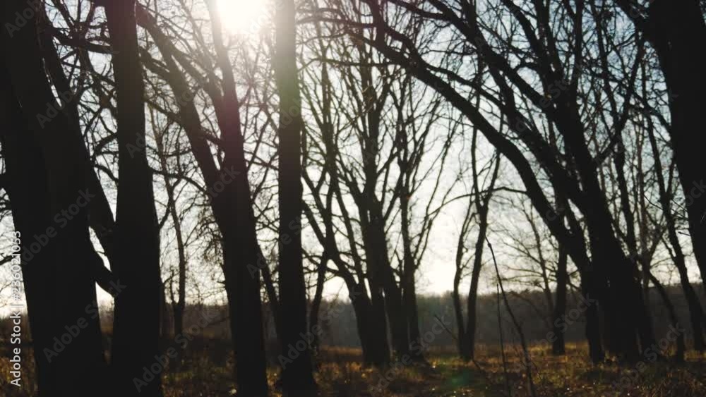 A misty dawn seen through tree branches. Leafless tree branches of winter season, season specific image of nature. A misty dawn seen through tree branches. Leafless tree branches of winter season, season specific image of nature.