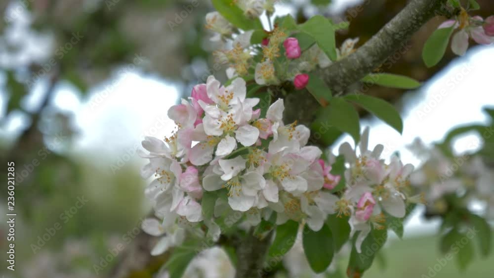 cherry blossom cherry blossom