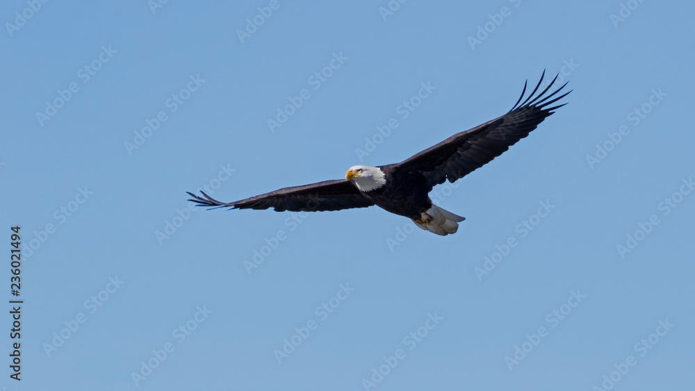 Eagle hunting at San Diego lake Eagle hunting at San Diego lake