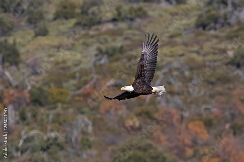 Eagle hunting at San Diego lake