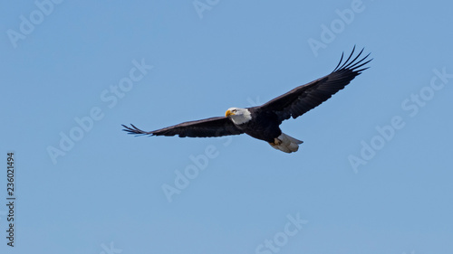 Eagle hunting at San Diego lake