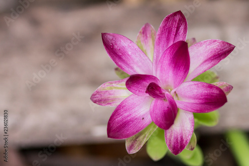 Turmeric Flower