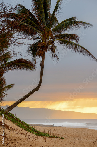Sun setting over the crooked palm tree, beach and waves on Sunset Beach on the north shore of Oahu, Hawaii, USA