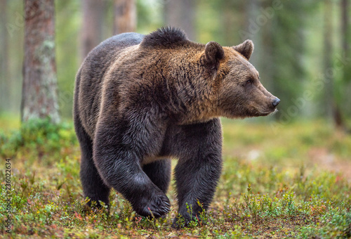 Brown bear in the autumn forest. Scientific name: Ursus arctos. Natural habitat.