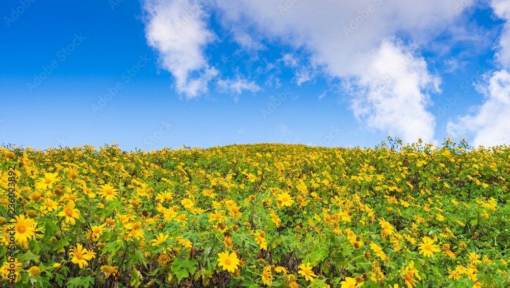 Yellow flowers on the mountain