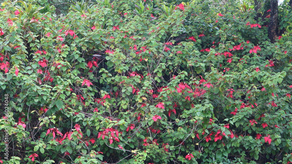 red flowers in wild nature