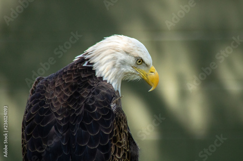 Bald eagle