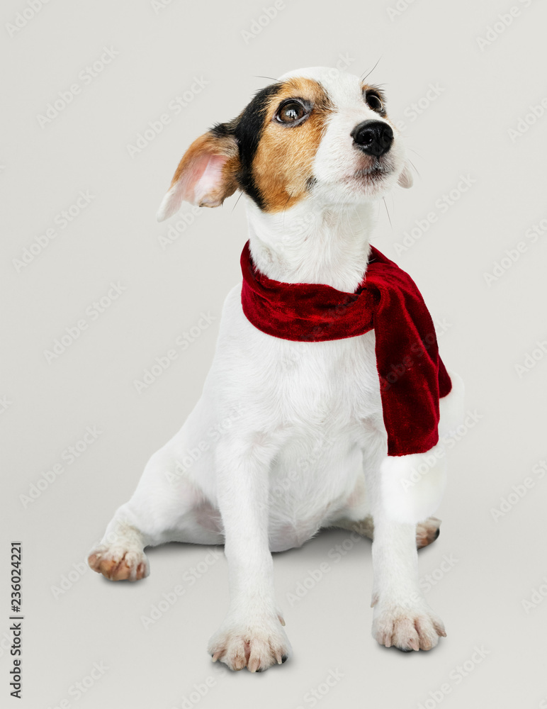 Adorable Jack Russell Retriever puppy wearing a Christmas scarf