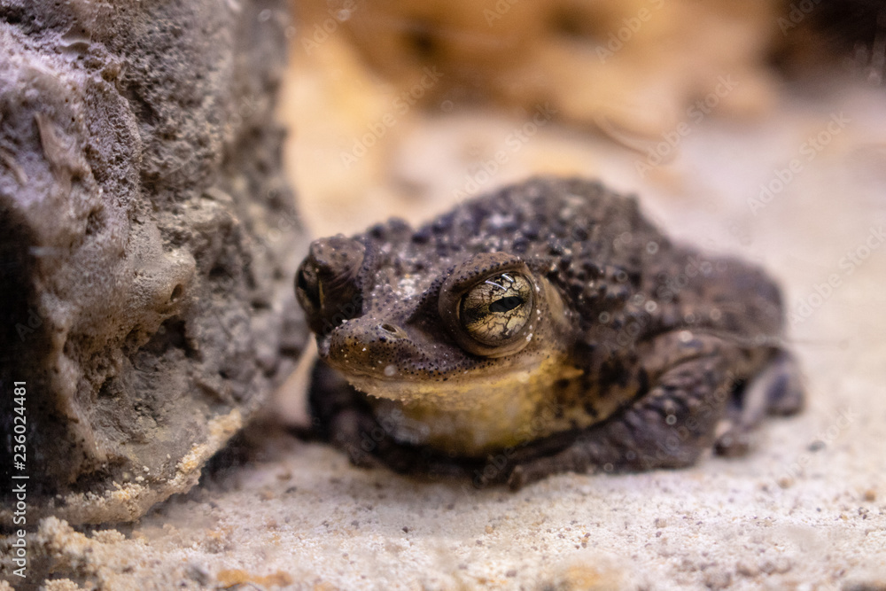 Obraz premium Cuban toad