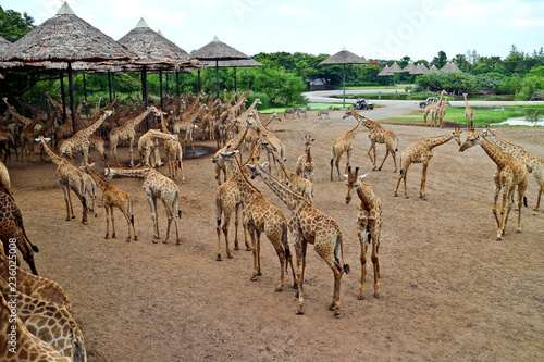 large herd of giraffe in safari park