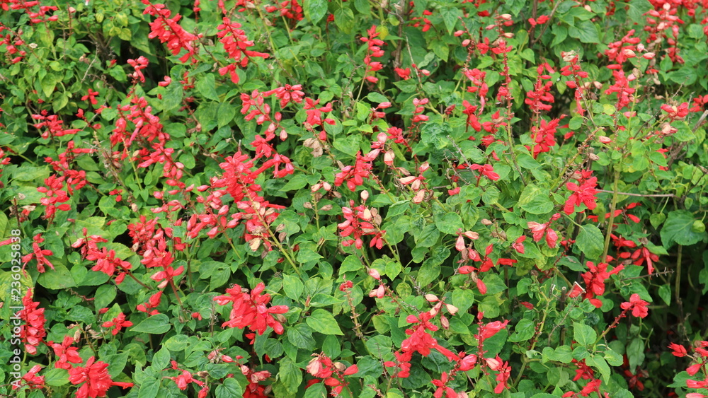 red flowers in wild nature