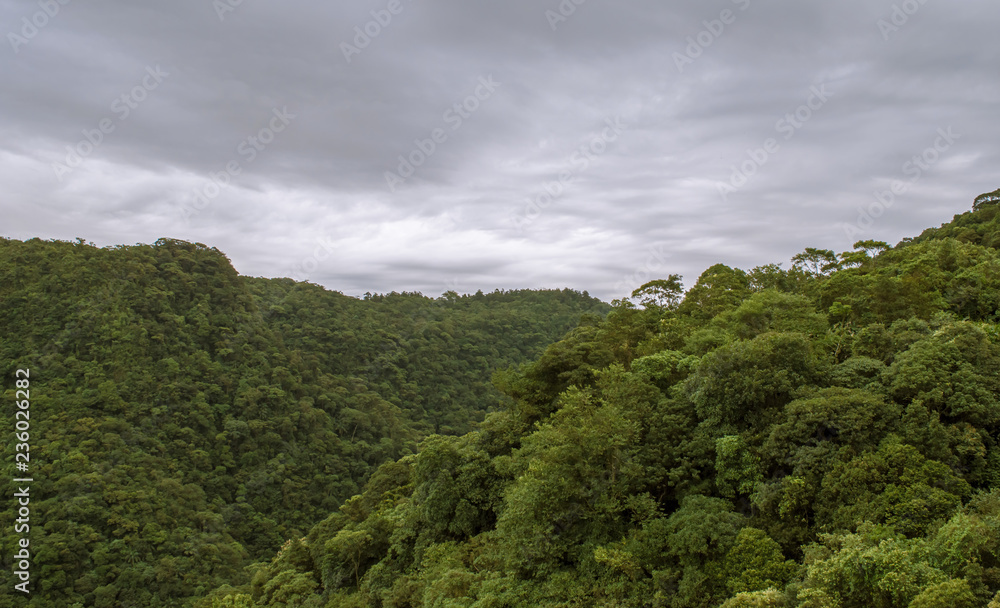 View of a tropical forest on a cloudy day