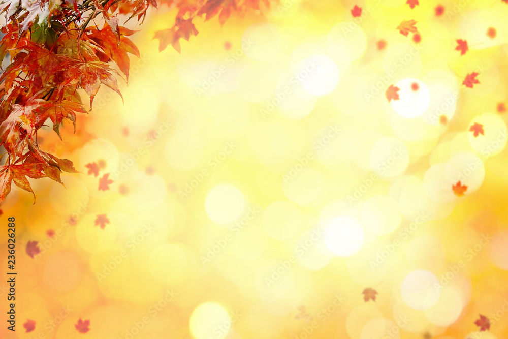 Autumn Maple leaves with nice yellow tone bokeh in autumn in background. Copy Space. Autumn Maple leaves with nice yellow tone bokeh in autumn in background. Copy Space.