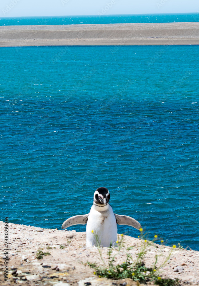 Obraz premium penguin coming back from the sea