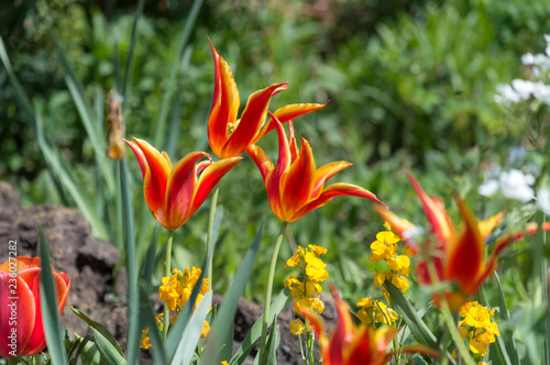 Red Sprenger Tulips (Tulipa sprengeri) on a garden with blurred background