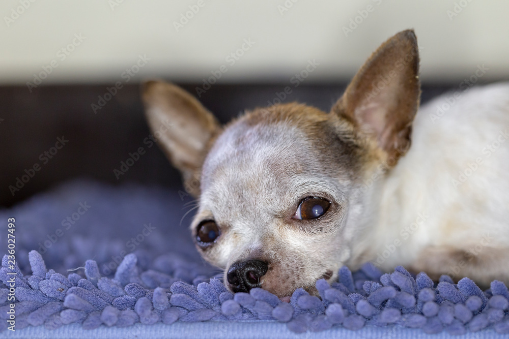 Chihuahua dog resting on foot scraper Chihuahua dog resting on foot scraper