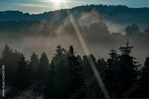 Lichtstrahl und Nebelschwaden in Baumkronen bei Sonnenaufgang