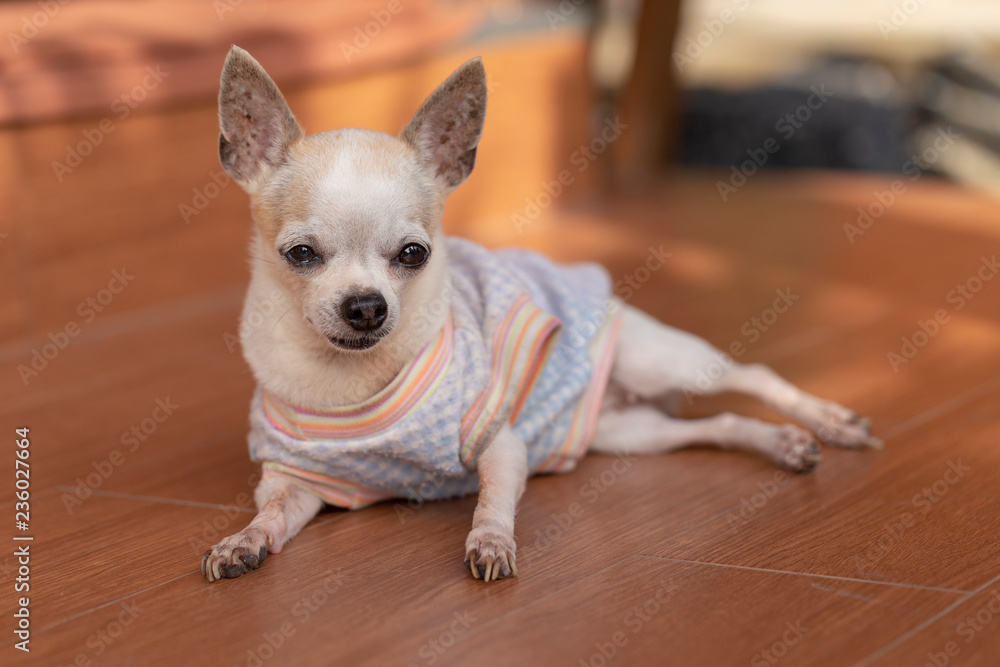 Cute Chihuahua Dog Cute Chihuahua Dog