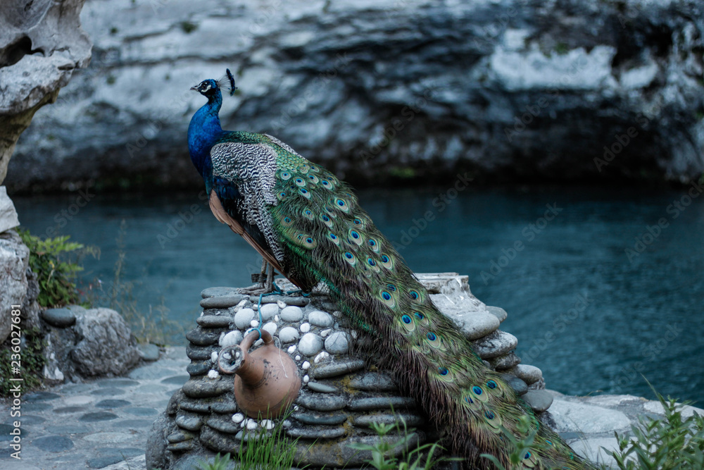 Obraz premium peacock in zoo