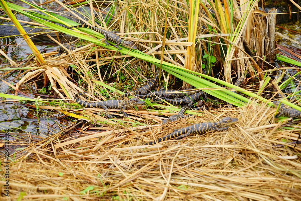 Baby Alligator in everglades national park, Florida, USA Baby Alligator in everglades national park, Florida, USA