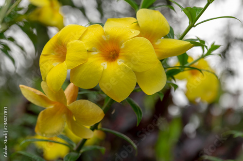 Yellow Golden Trumpet flower © Suphatthra China