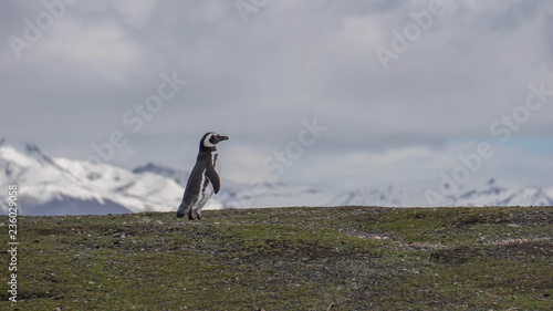 Penguins at Isla Martillo  Beagle Channel Ushuaia Patagonia Tierra del Fuego Argentina