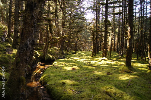 Sunlit Mossbed photo