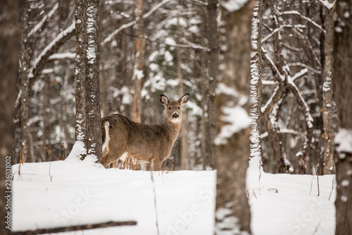 Upper Michigan 