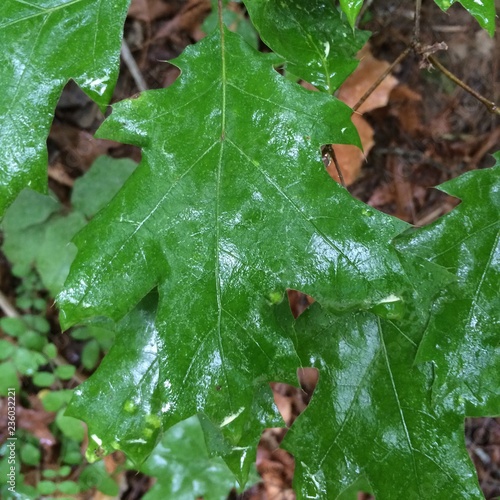Green Leaf Blurred Wallpaper Concept