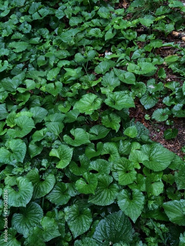 Green Leaf Blurred Wallpaper Concept