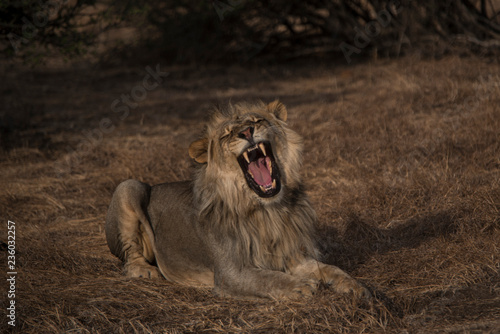 male lion yawning at sunset