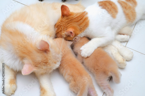 Mother cat breastfeeding little kittens on the floor © azami