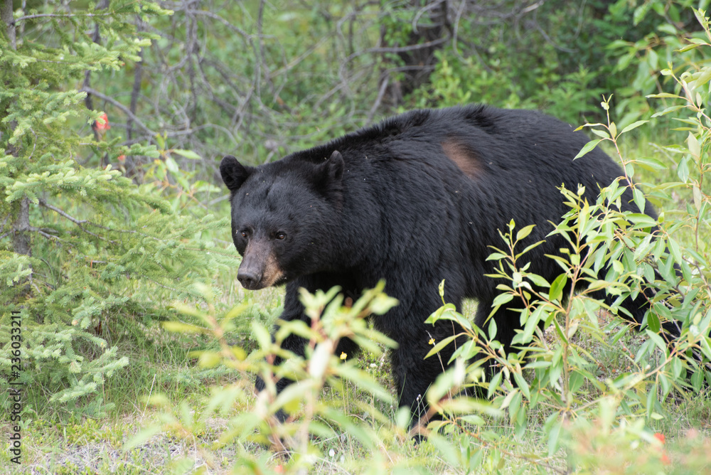 Black bear in Jasper National Park Black bear in Jasper National Park