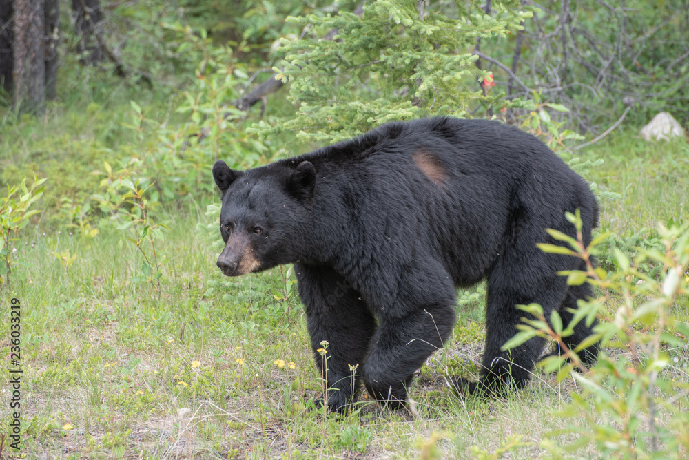 Fototapeta premium Black bear in Jasper National Park