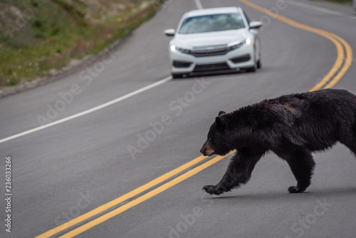 Black bear crossing the road in Jasper National Park